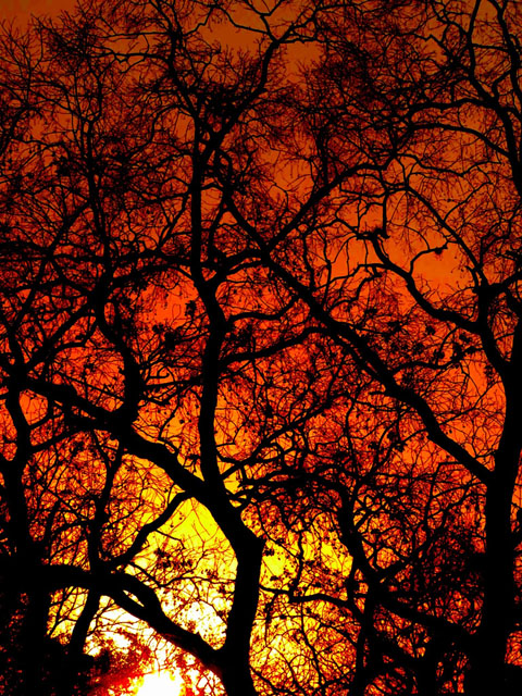 Sunset Through the Trees.jpg