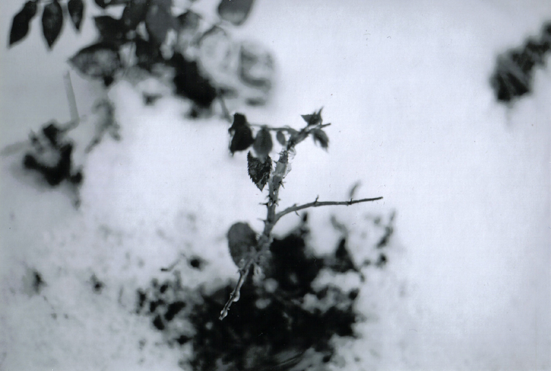 rose bush