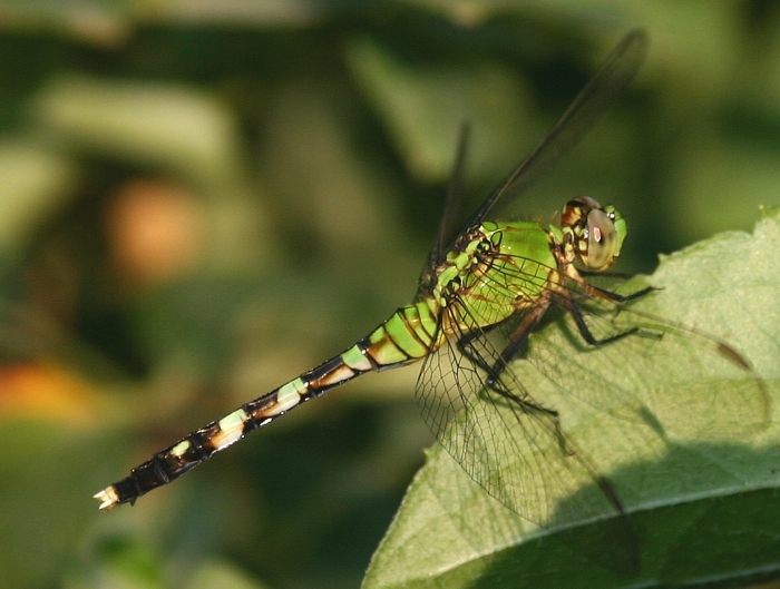 DragonflyLeaves3.jpg