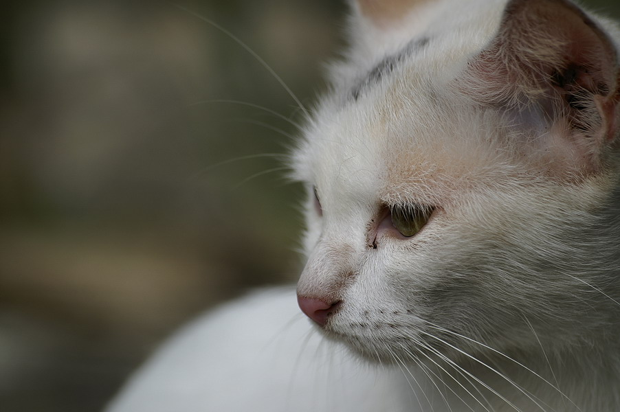 Meow