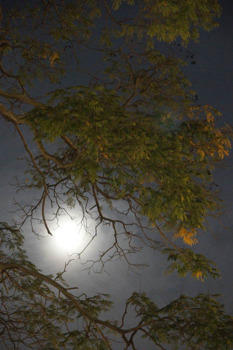 Moonlight