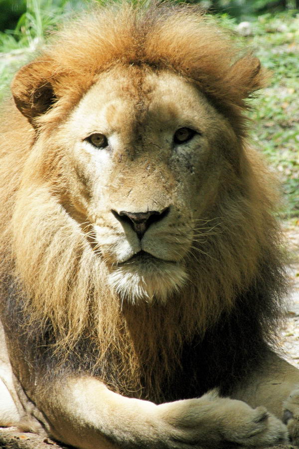 The Lion Thing