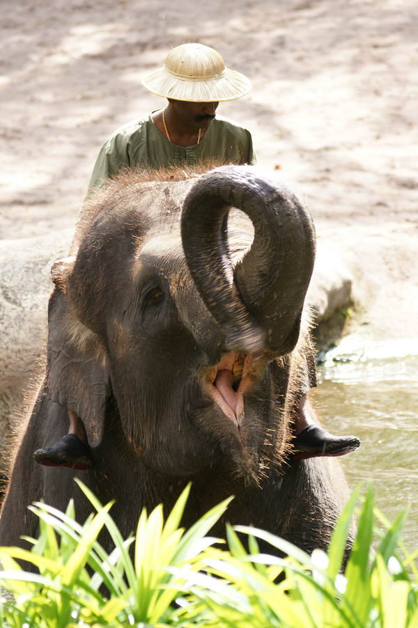 Elephant greeting