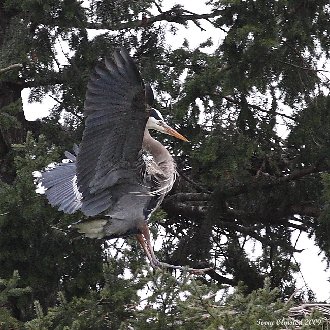 3-22-09 Heron landing_3663c2a.jpg