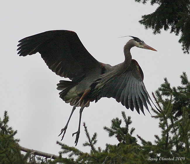 3-22-09 Heron landing_3665c3a.jpg