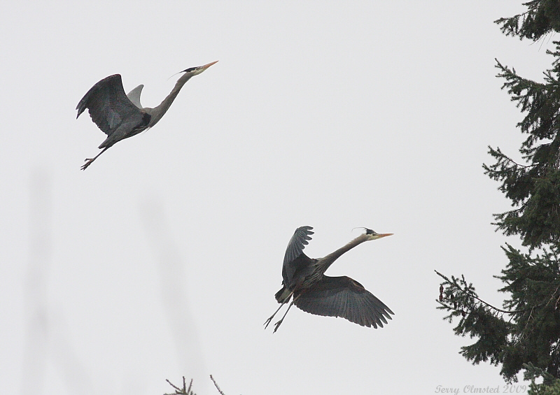 3-22-09 Heron pair_3657c2.JPG