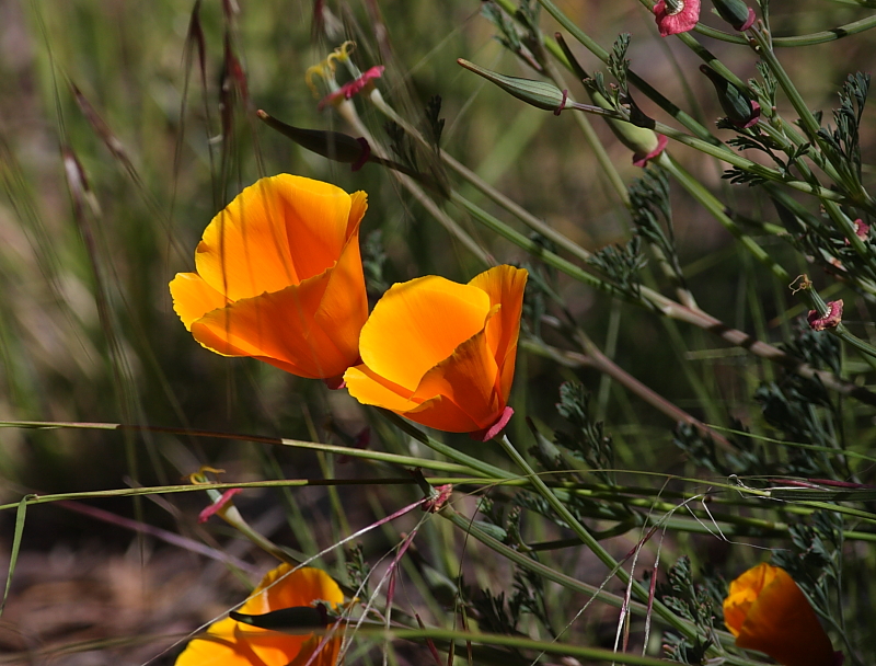 4-23-2010 California Poppy Lake Berryessa - .JPG