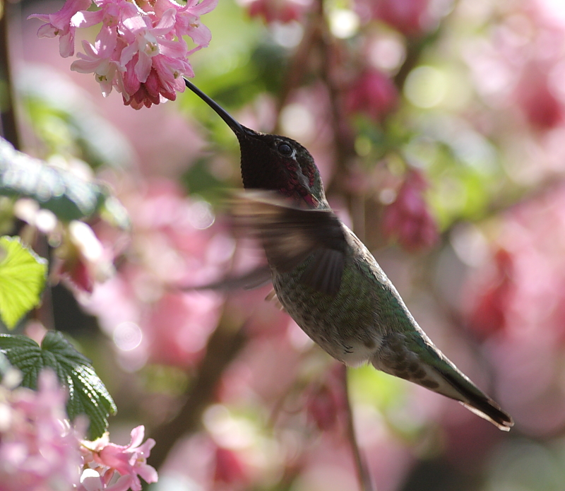 3-15-2010 annas_2630c2.JPG