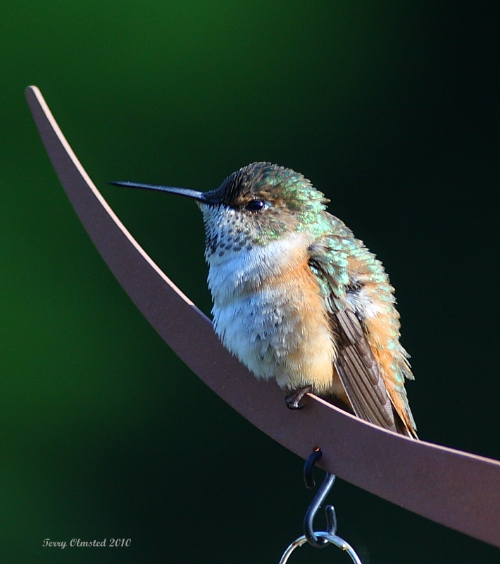 5-11-2010 fm rufous_4011.JPG
