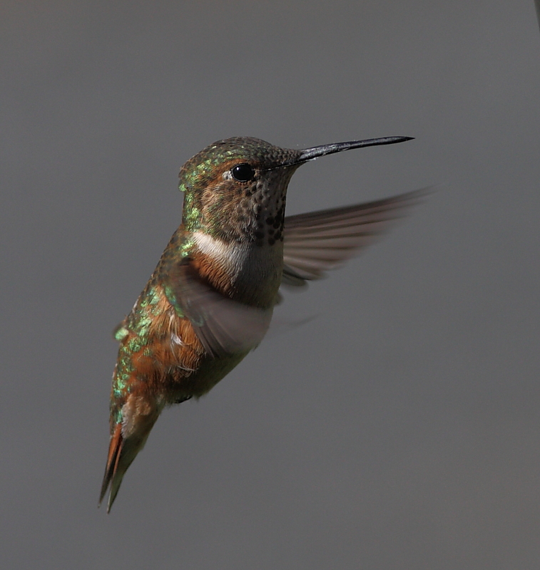 5-14-2010 f rufous_4091.JPG