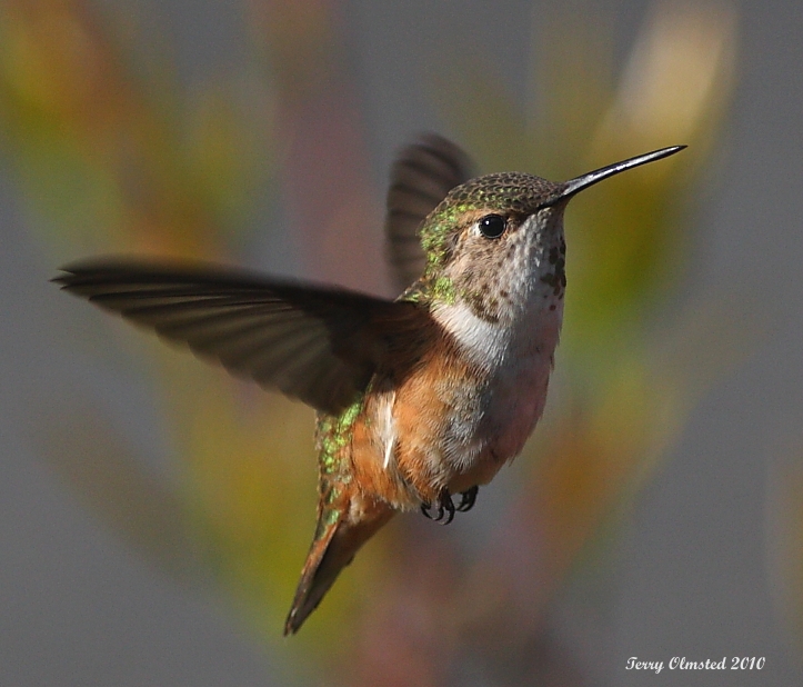 5-5-2010 fm rufous_3725.JPG