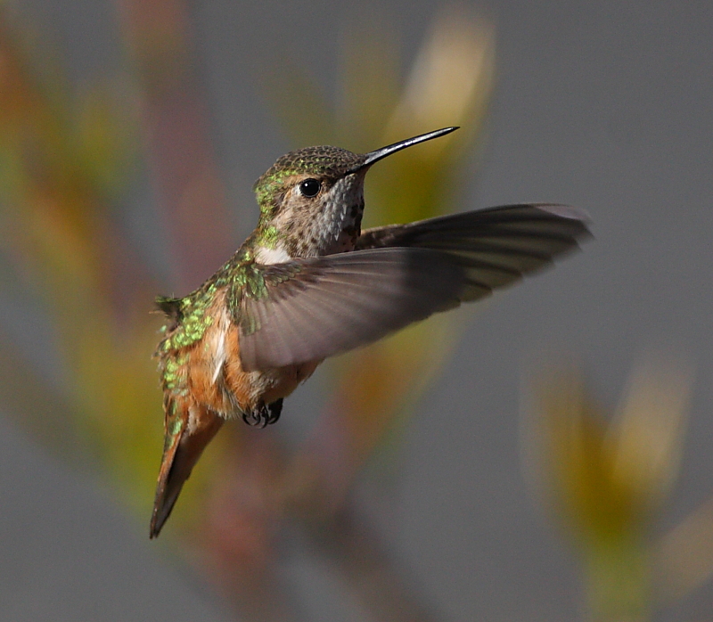 5-5-2010 fm rufous_3726.JPG