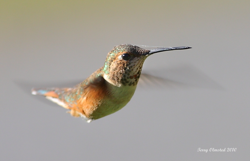 5-8-2010 f rufous_3958.JPG