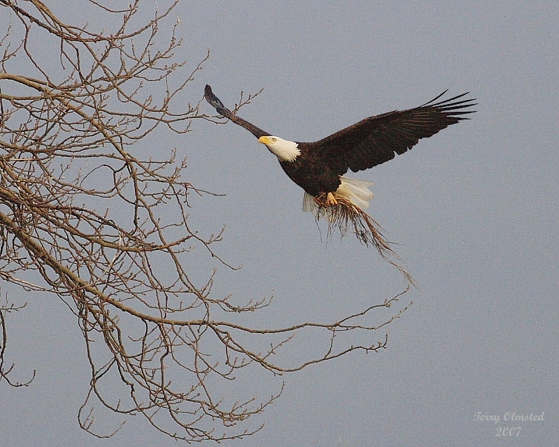 12-21-07 George and nest matl_5412.JPG
