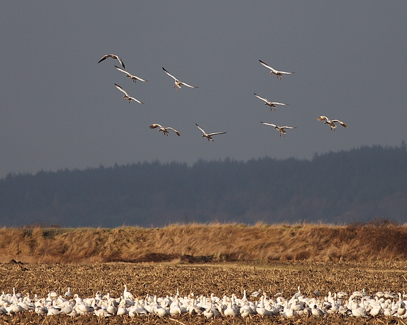 12-21-07 snow geese Fir Is_5424.JPG