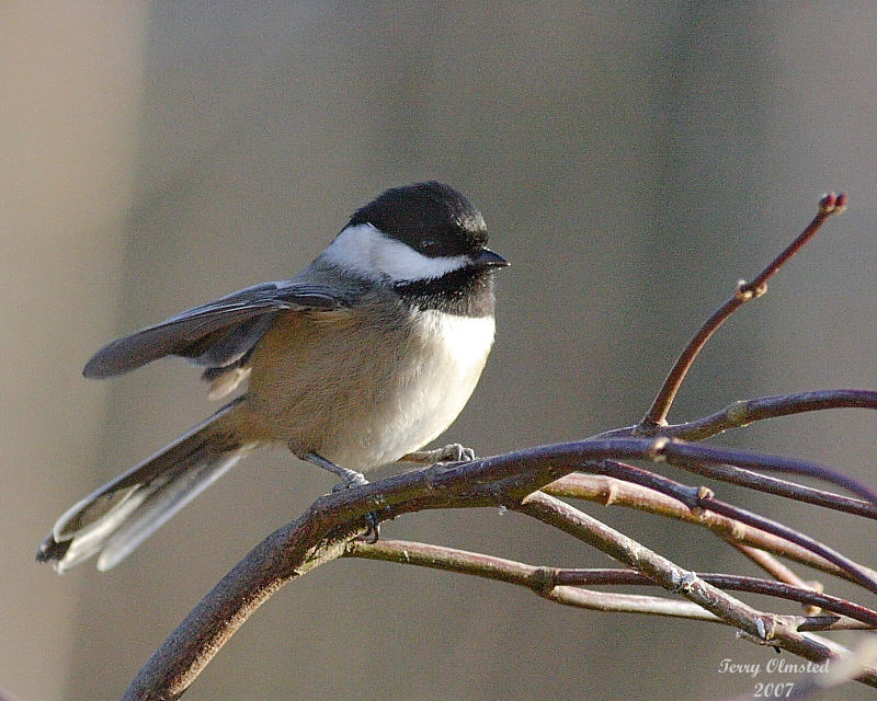 12-26-07 black-capped chickadee_5611.jpeg
