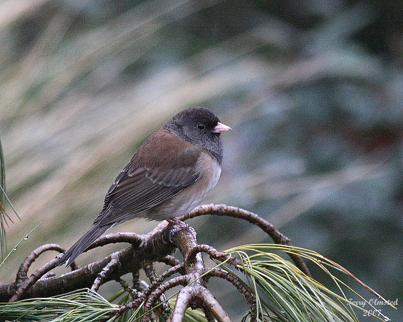 12-27-07 junco in the rain