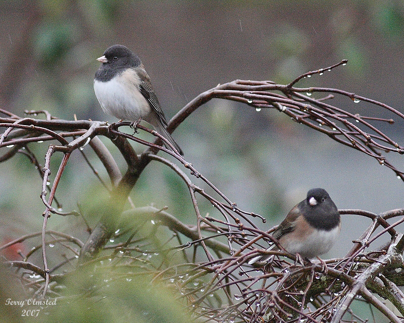 12-27-07 junco pair _5748.jpeg