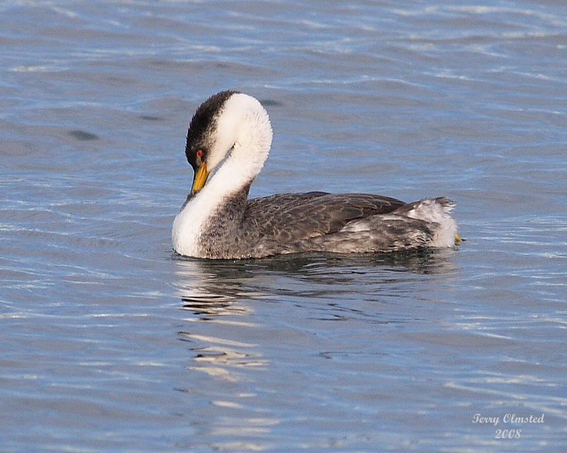 01-01-08 Western Grebe_5904.JPG