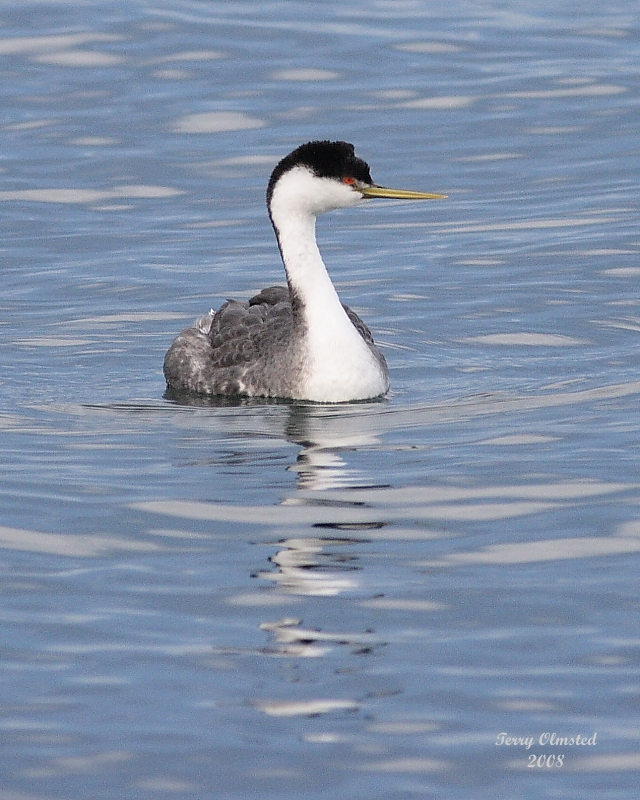 01-01-08 Western Grebe_5905.JPG