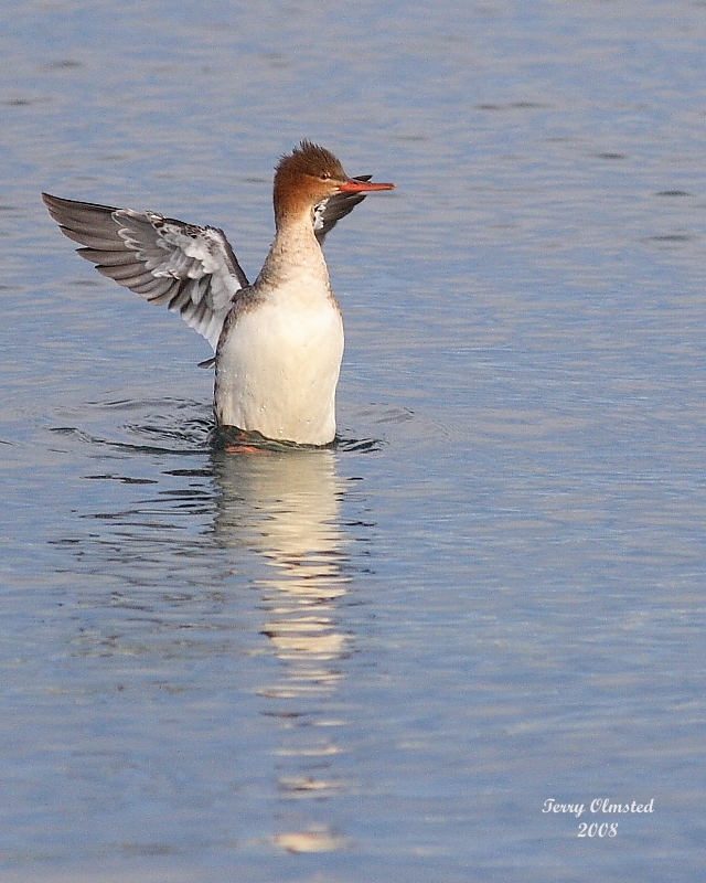 01-01-08 red-breasted merganzer_5927.JPG