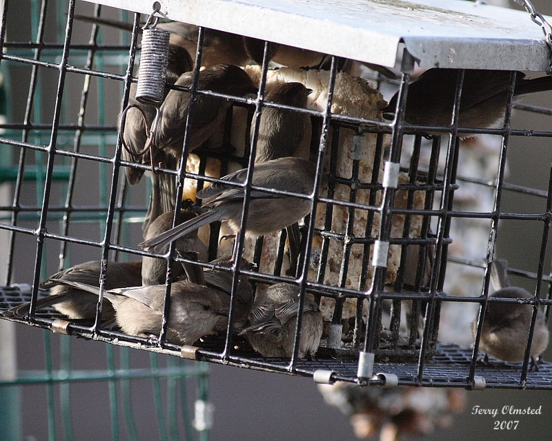12-30-07 cage full of bushtits_5814.JPG