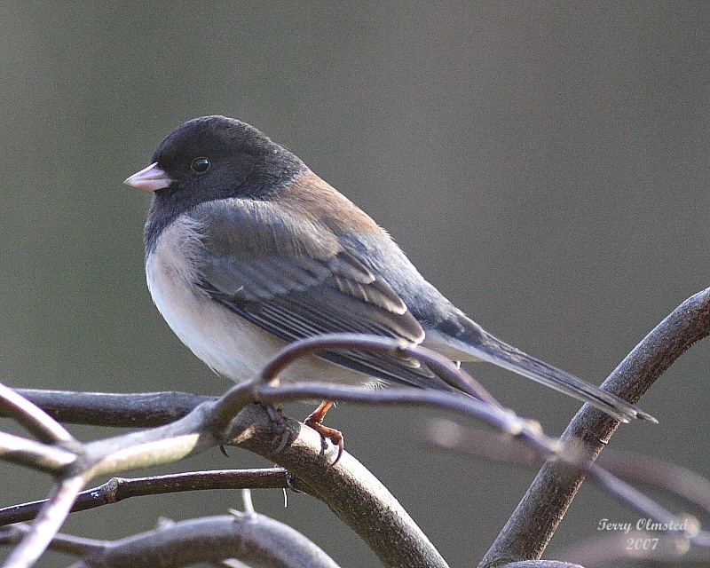 12-30-07 junco_5819.jpeg