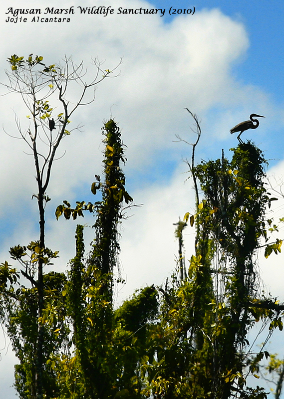 Wildlife in Agusan Marsh