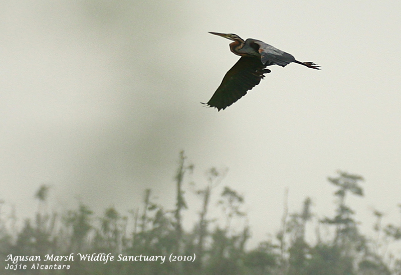 Purple Heron