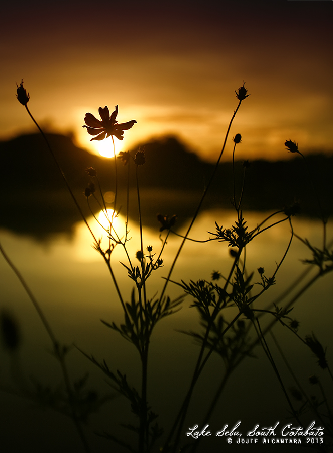 Lily at sunrise