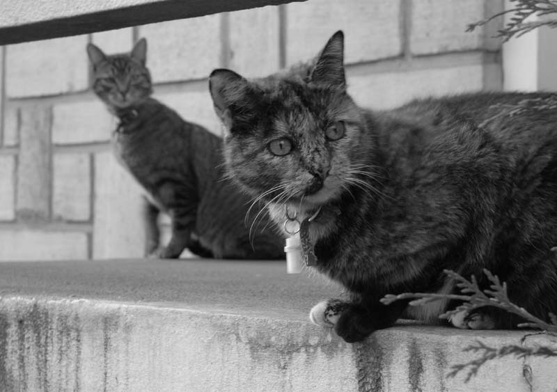 chats concierges (7)