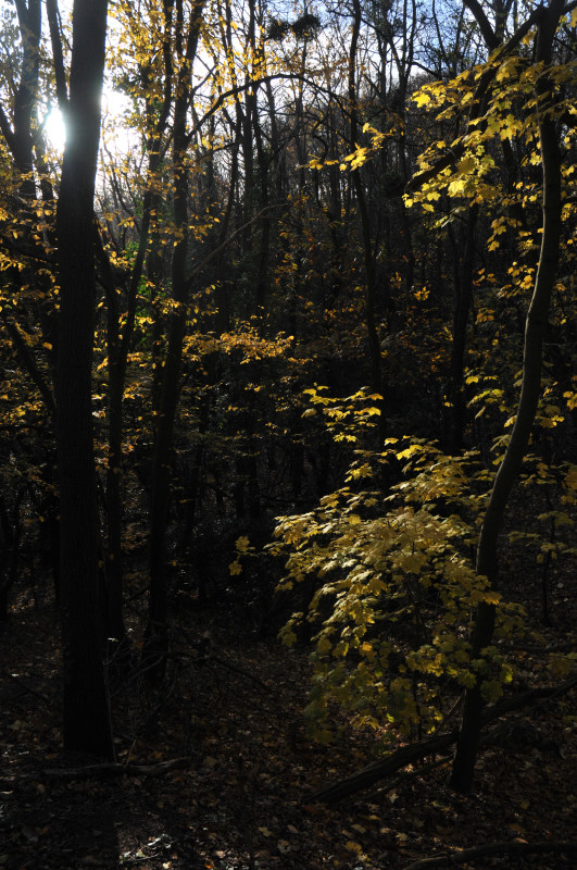 November backlighting