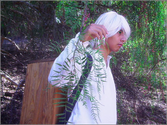 ginko_trees.jpg