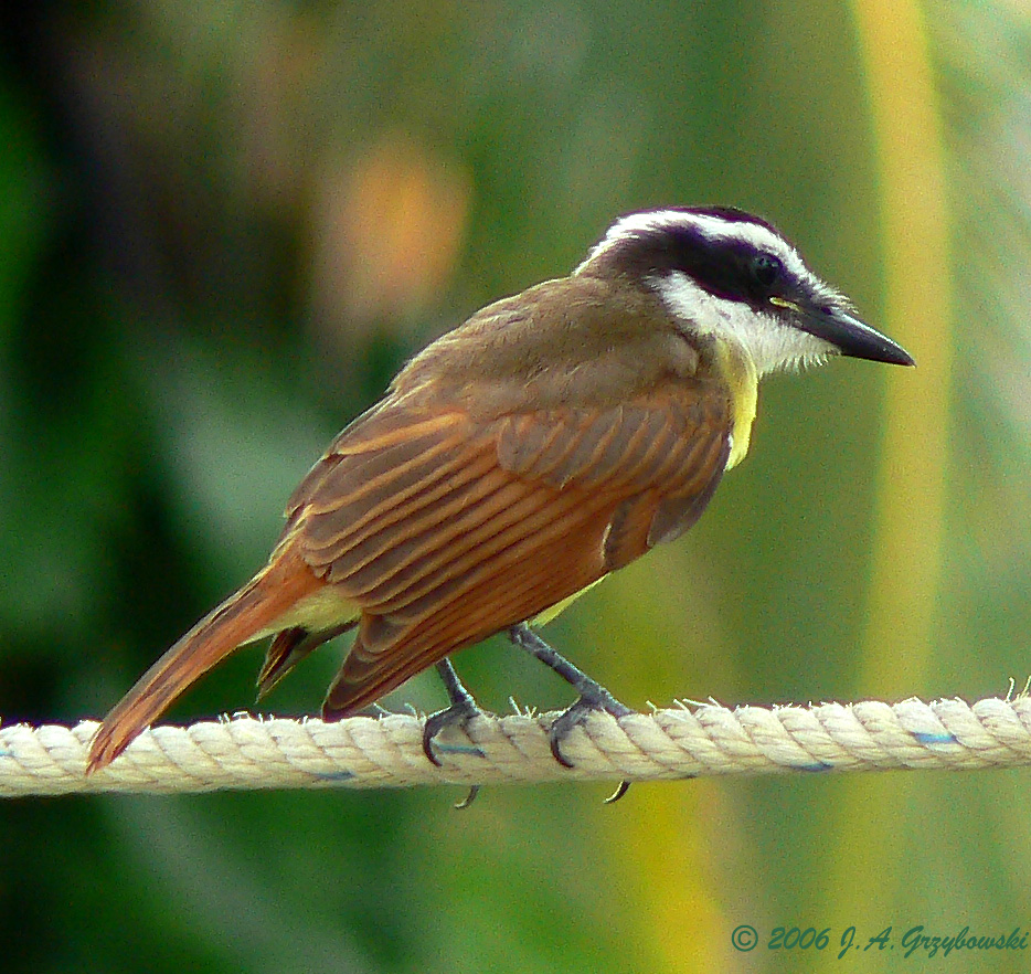 Great Kiskadee