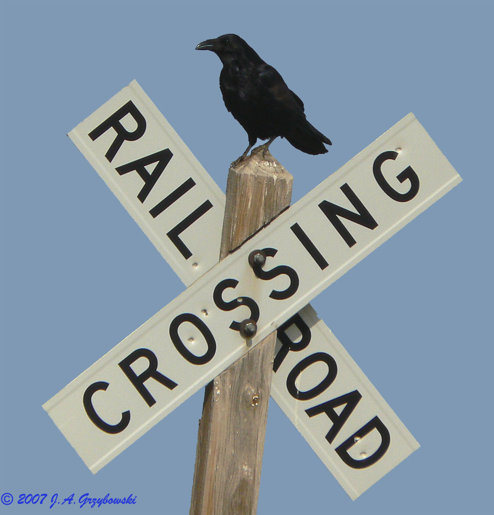 Common Raven