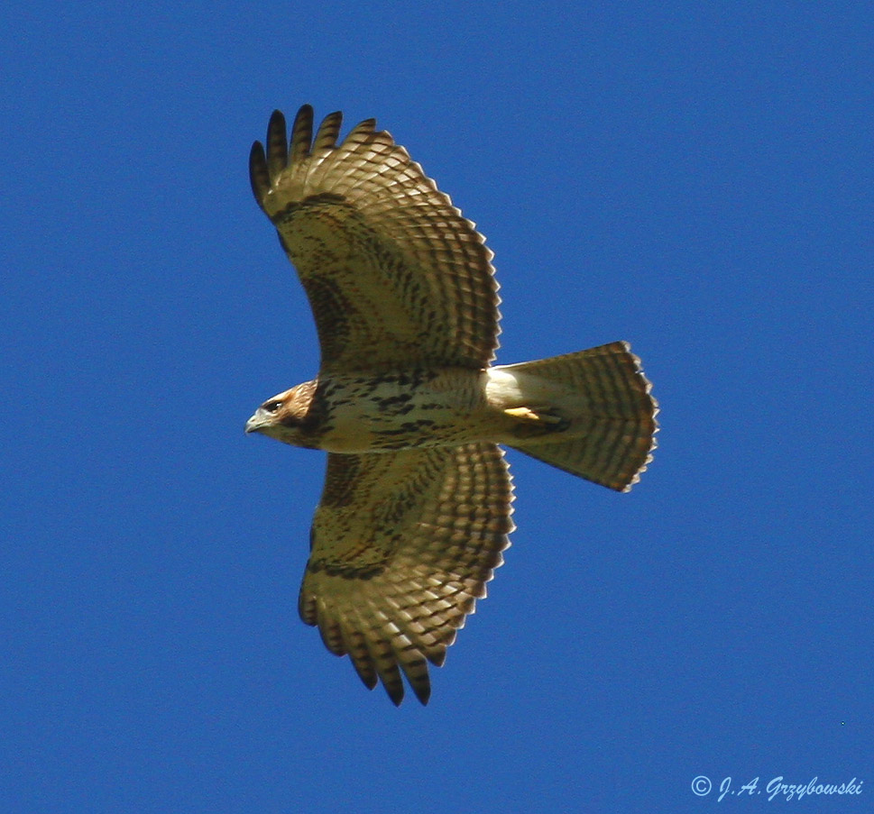 Imm. Red-tailed Hawk