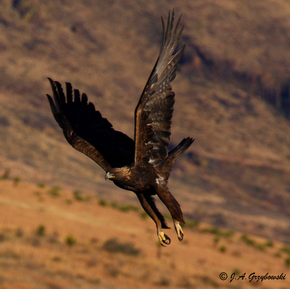 Golden Eagle