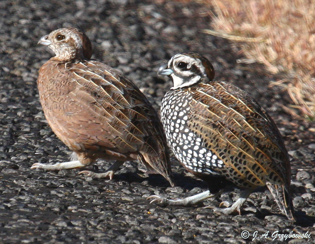 Montezuma Quail pair