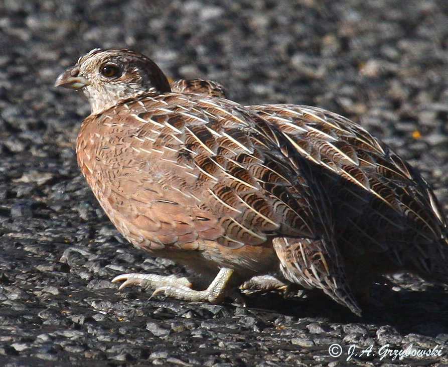 Montezuma Quail female