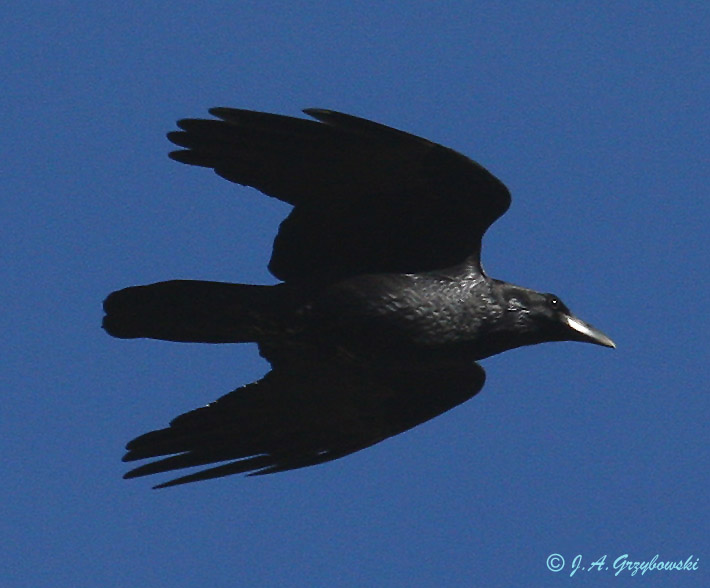 Common Raven