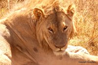 DSC_0297a.JPG