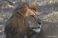 lions