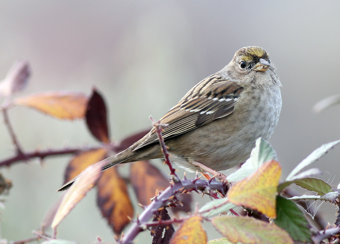 golden crown sparrow.jpg