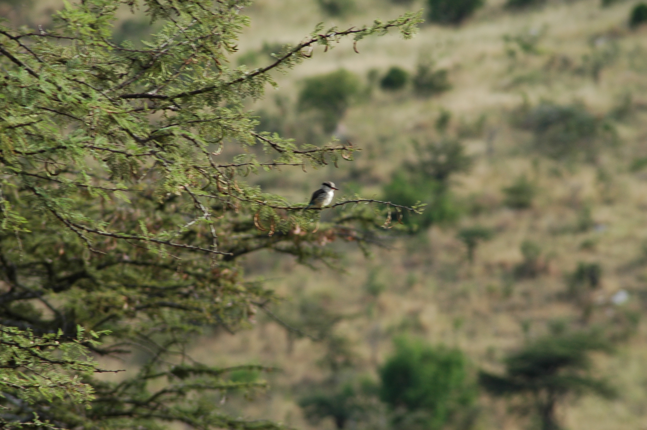 DSC_0168.JPG
