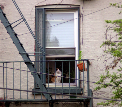 A cat checking it all out, Cobble Hill, Brooklyn