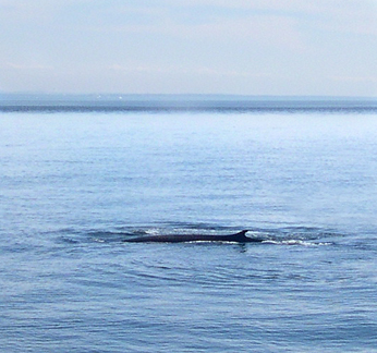 A Fin whale.