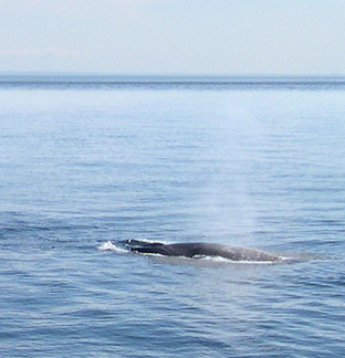 A Fin whale feeding. The top of the whale's mouth is seen on the left.
