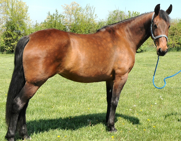 gypsy