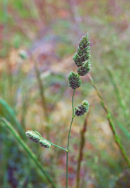 grass macro
