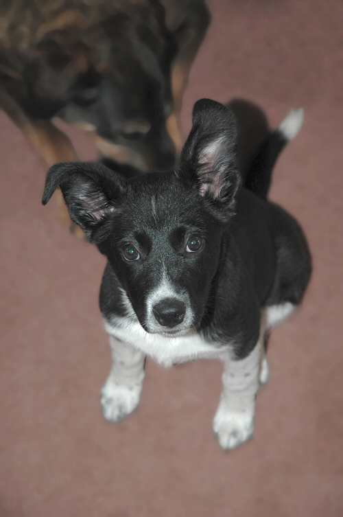 ears, where are u goin with that dog?
